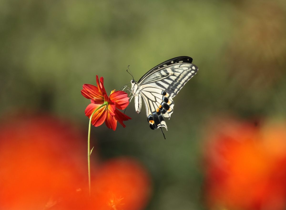 花と蝶 動物 虫 昆虫 Ganref