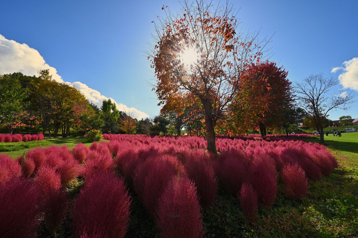 Z 6で撮影された写真 | 写真検索 | GANREF