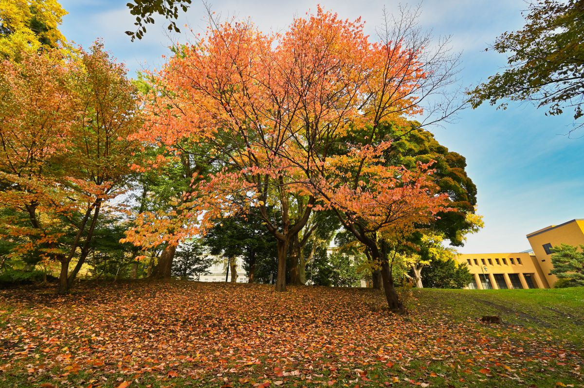 Z 6で撮影された写真 | 写真検索 | GANREF