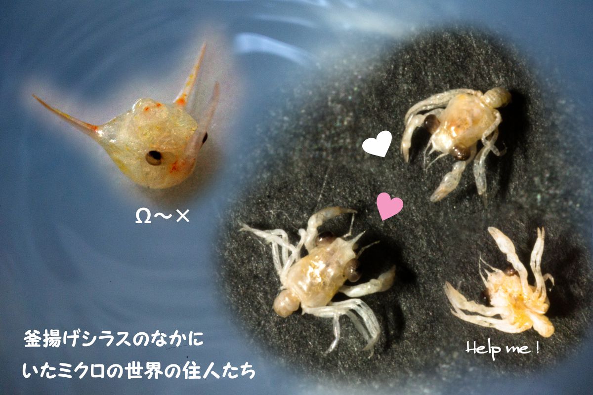 釜揚げしらすにいた幼生たち 合成 動物 その他の海の生物 Ganref