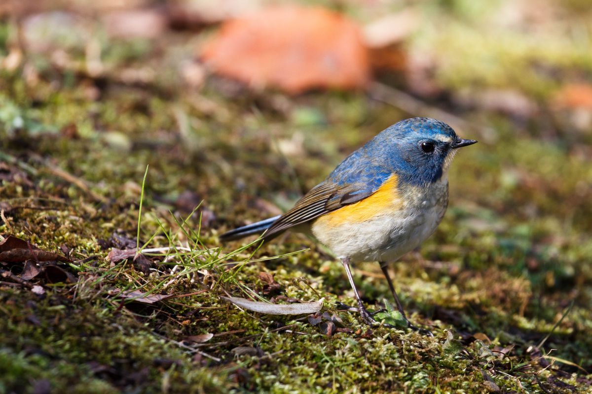幸せを呼ぶ青い鳥 動物 鳥類 Ganref