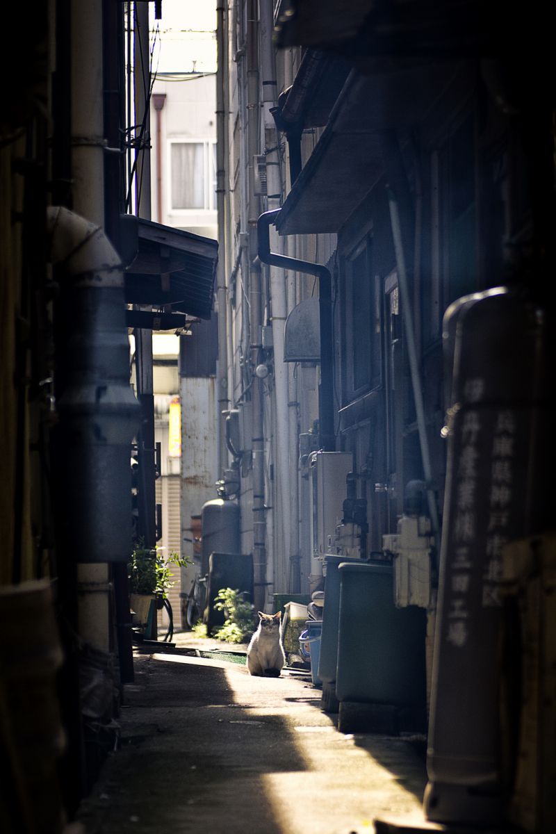 路地裏の 朝からお前誰やねん うっといのぉ な猫 動物 猫 Ganref