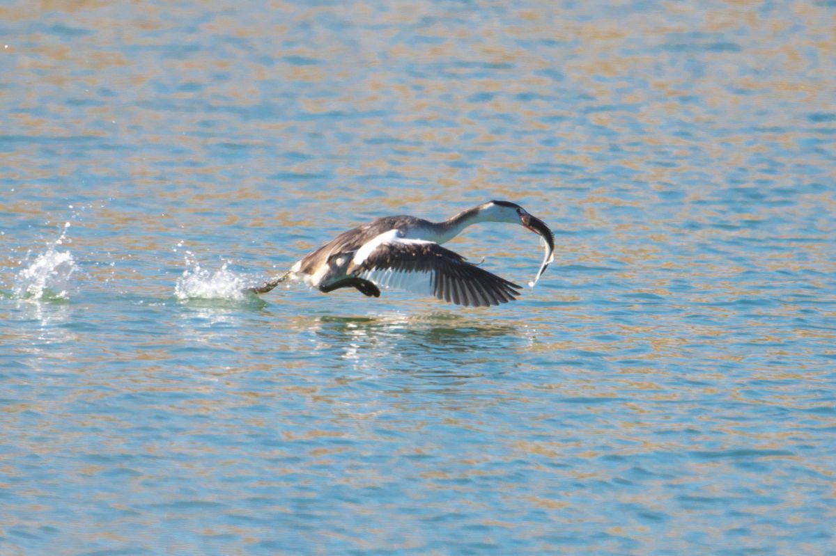 カンムリカイツブリ GANREF