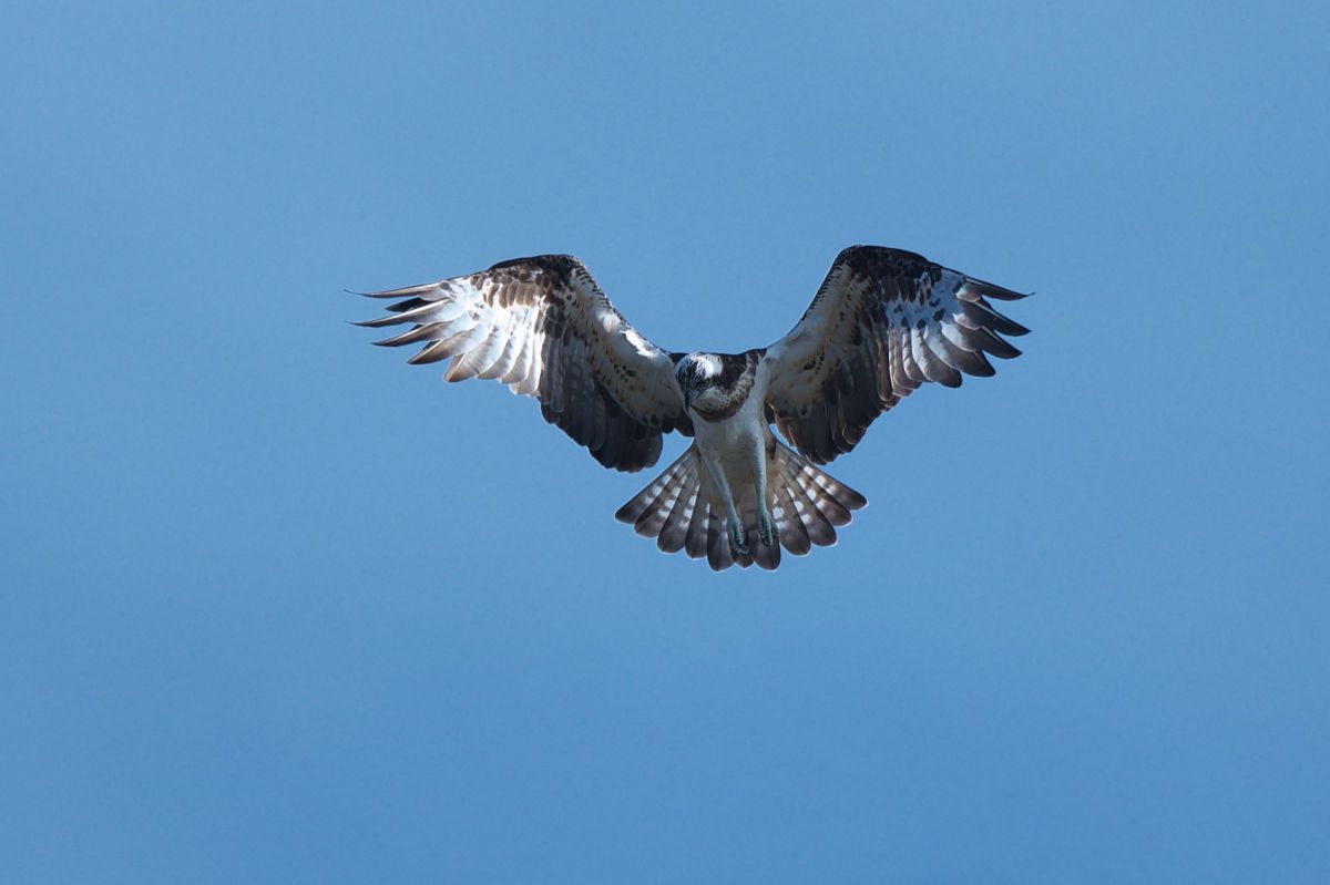 ミサゴ 動物 鳥類 Ganref