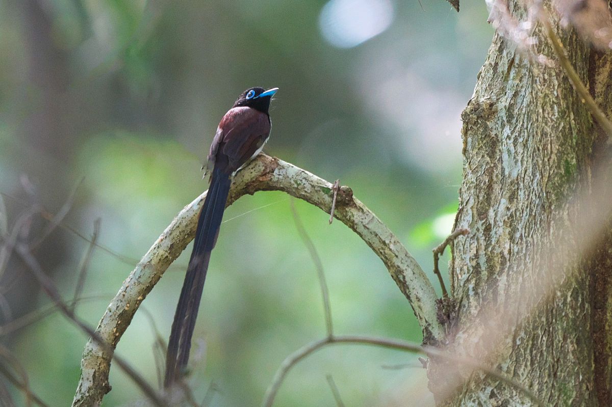 キンリョウヘンA23.A24令和7年4月4日撮影 サンコウチョウ | GANREF