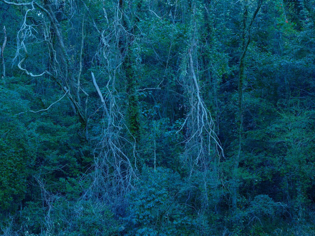 Forest | GANREF