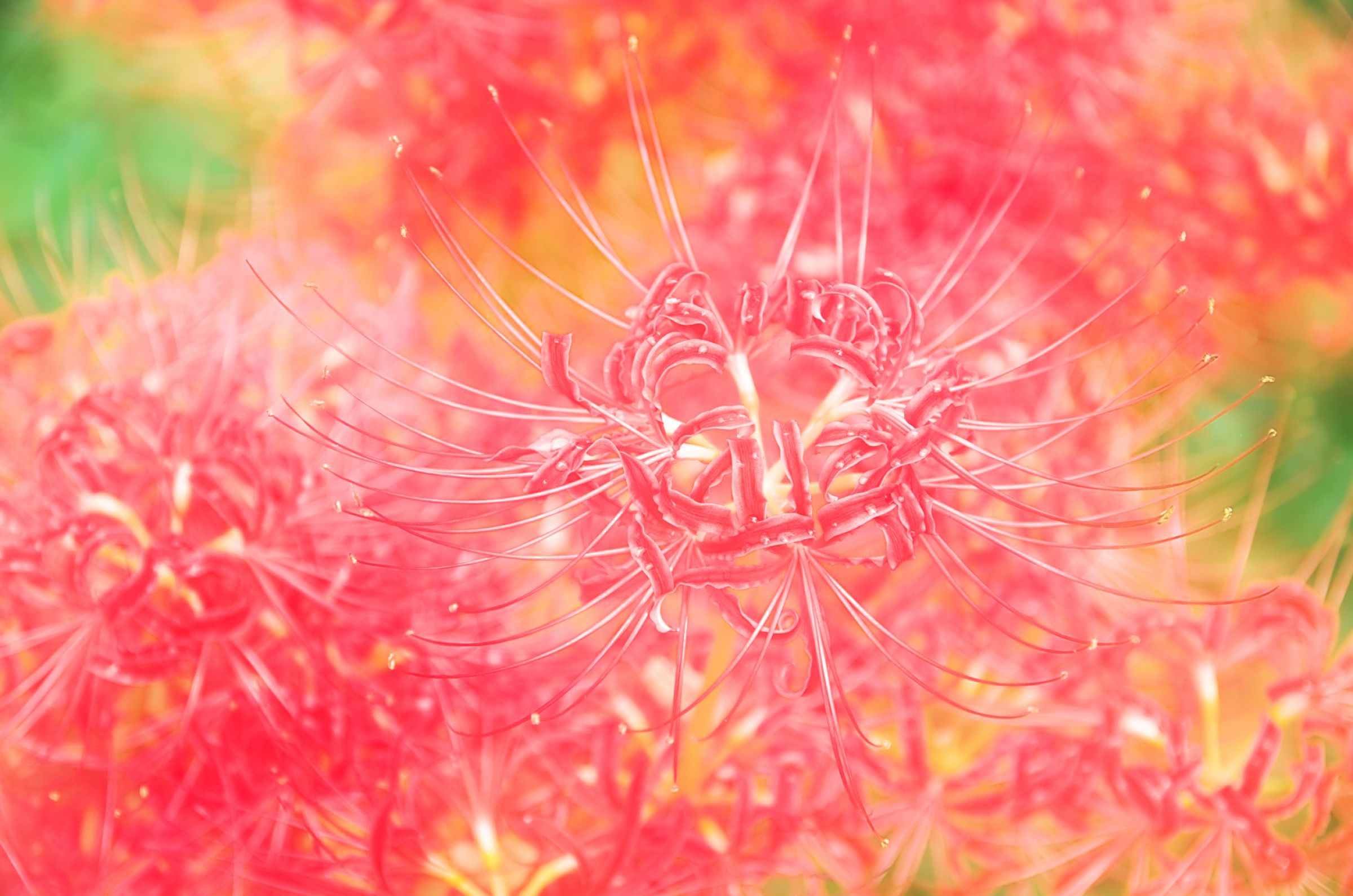 カラフル彼岸花 | GANREF