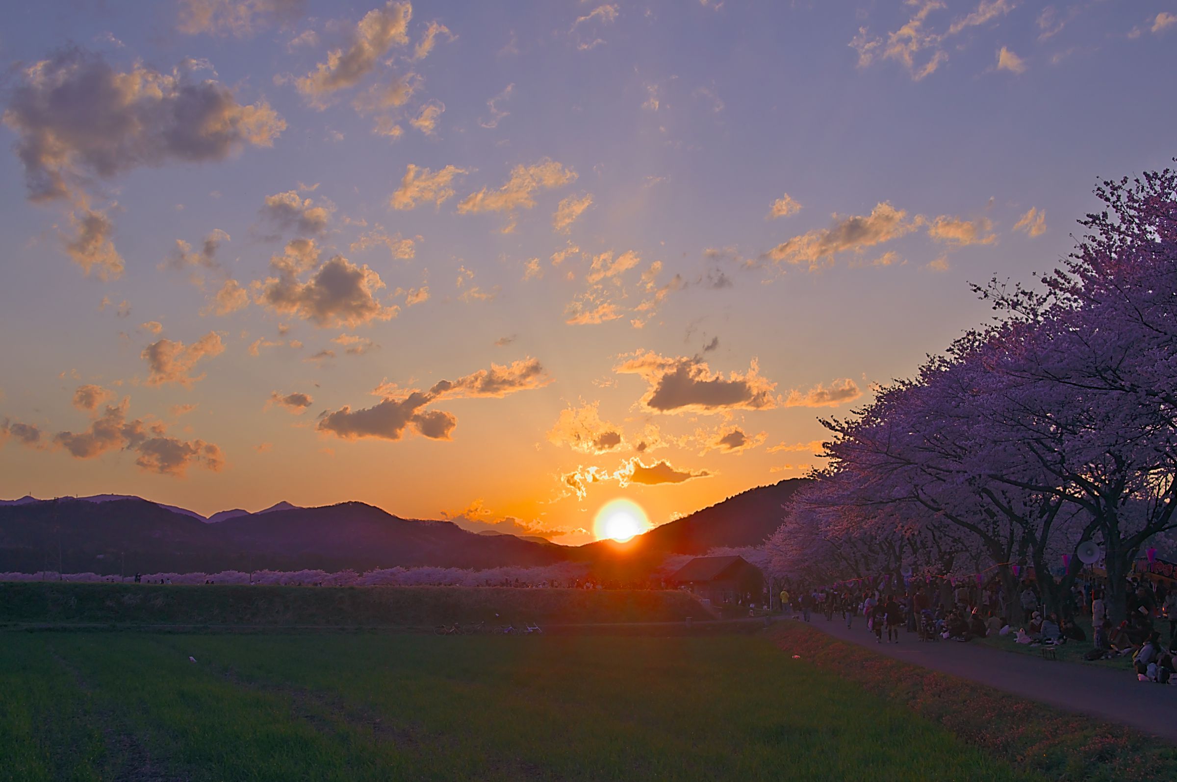 夕焼け桜並木 | GANREF