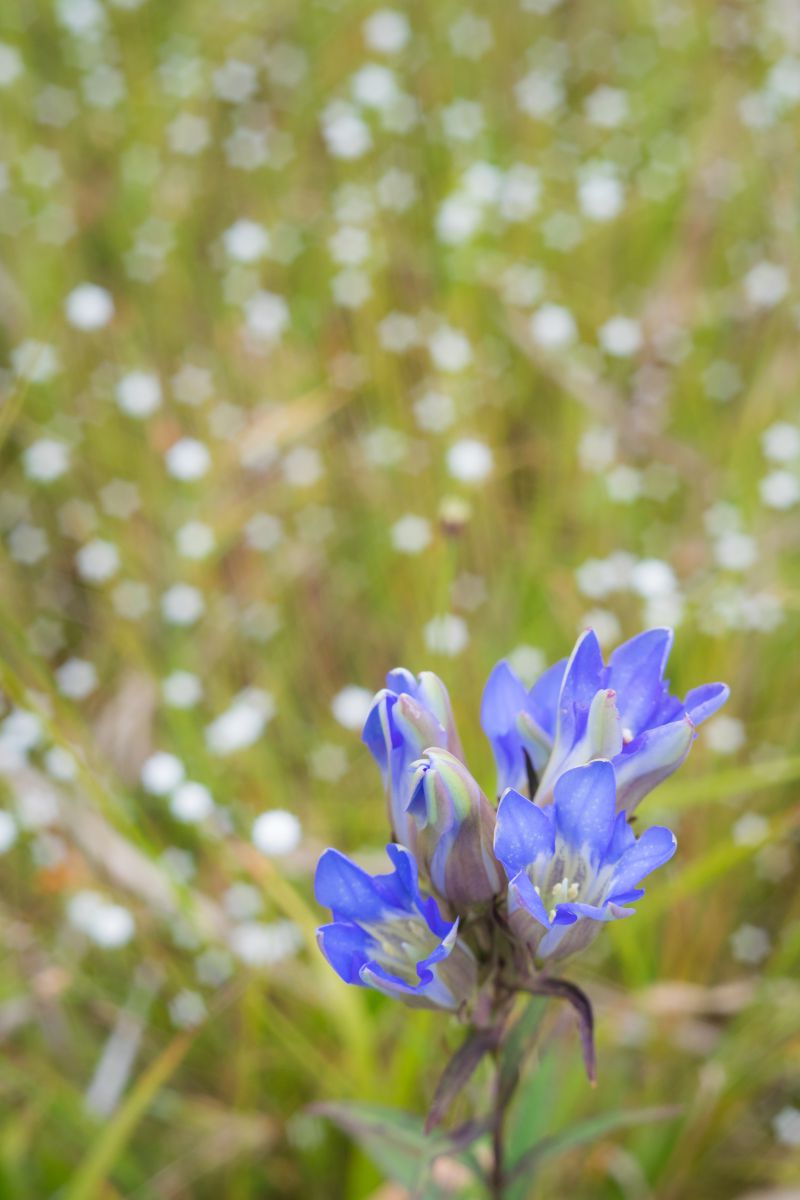 星型ボケ 植物 花 花びら Ganref 星型ボケ 植物 花 花びら Ganref
