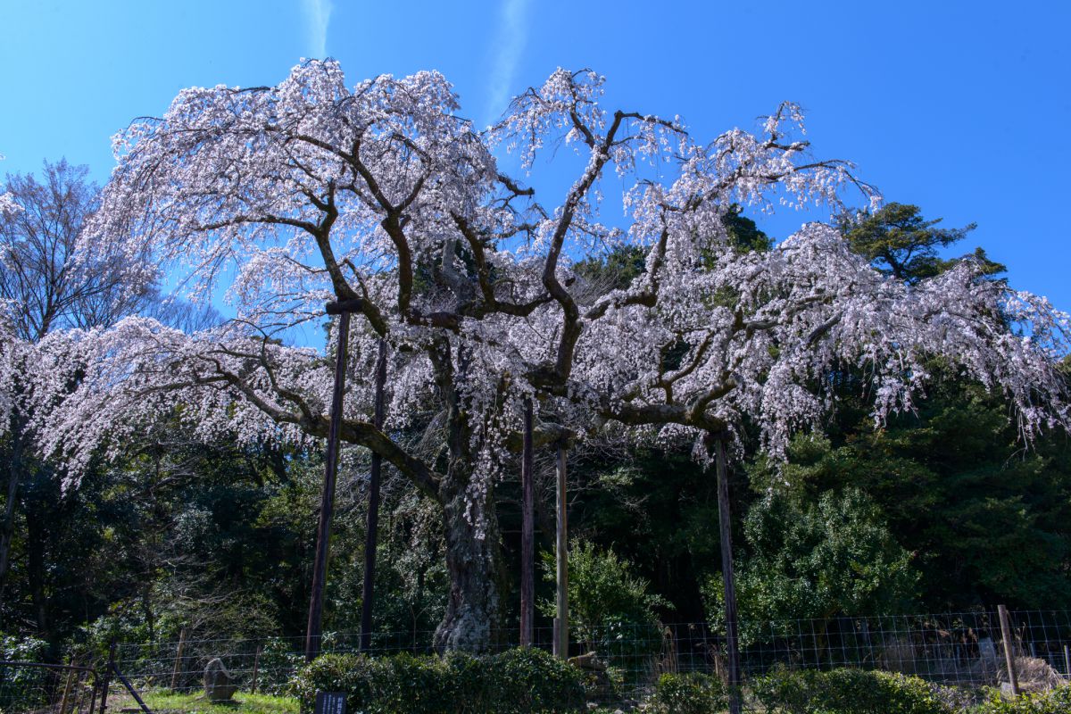 長興山紹太寺のしだれ桜 1 Ganref