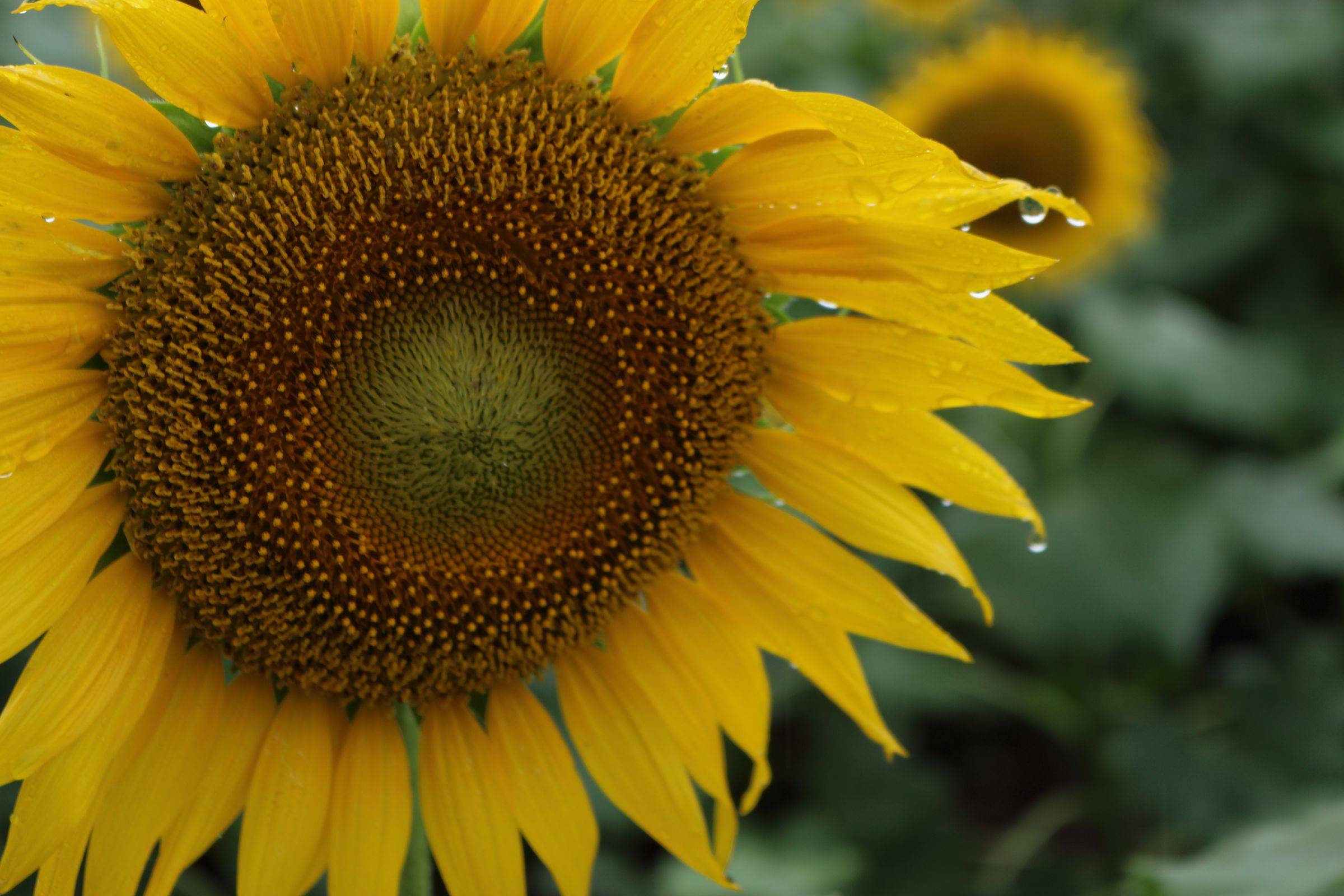 向日葵確認ページ 俯く向日葵 | GANREF