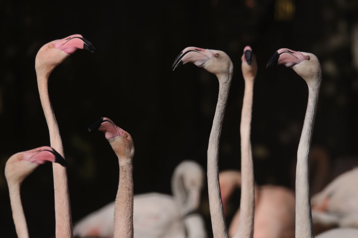 背比べ 動物 鳥類 Ganref