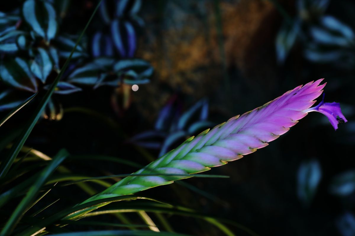 ハナアナナス 植物 花 花びら Ganref