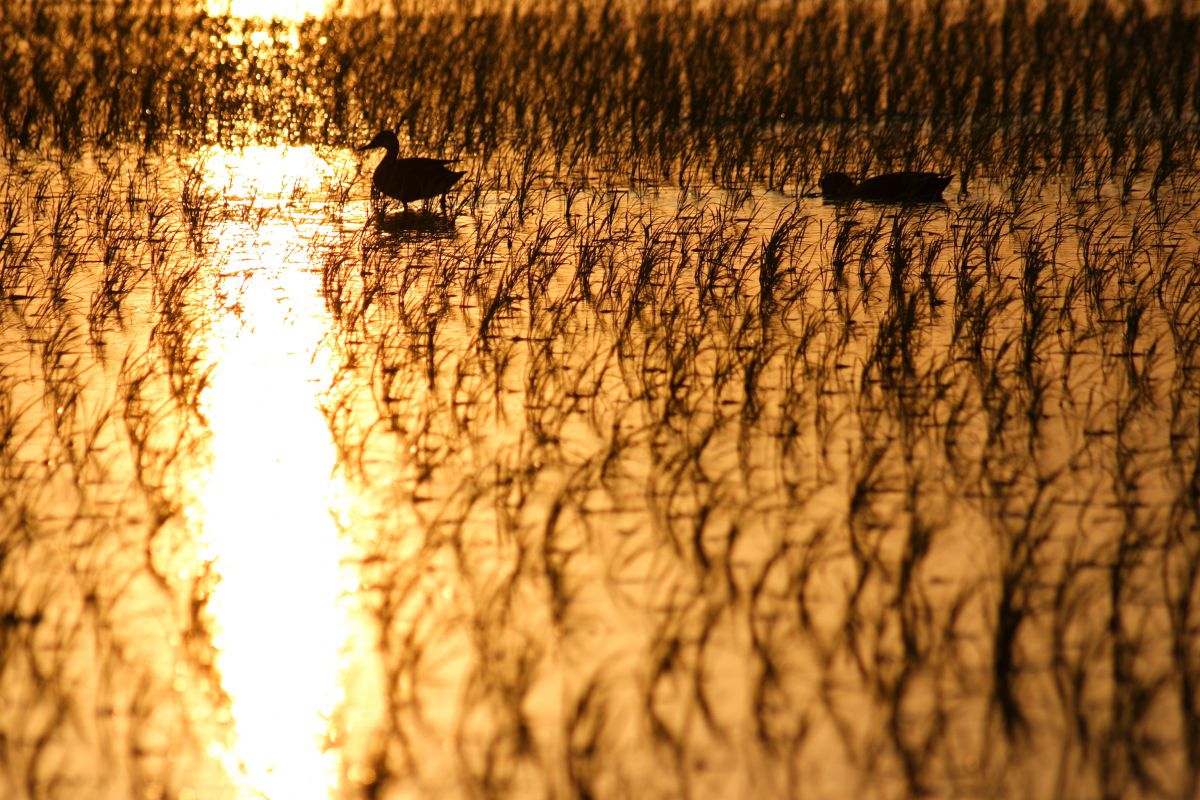 EF55-200mm F4.5-5.6 II USMで撮影された写真 | 写真検索 | GANREF