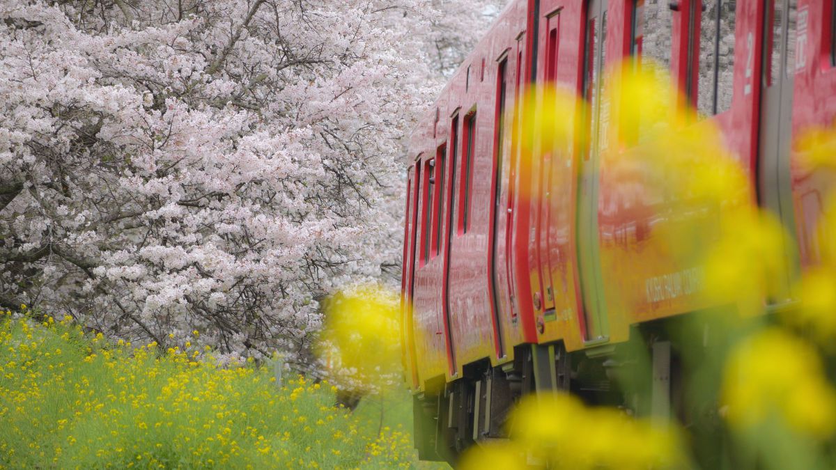 風景写真を綺麗に❤️Nikon AF-S 55-200mm F4-5.6G ED Amazon.com : Nikon 55-200mm f4-5.6G ED Auto Focus-S DX Nikkor Zoom