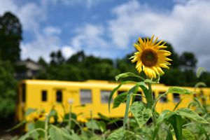 ひまわり列車 | GANREF