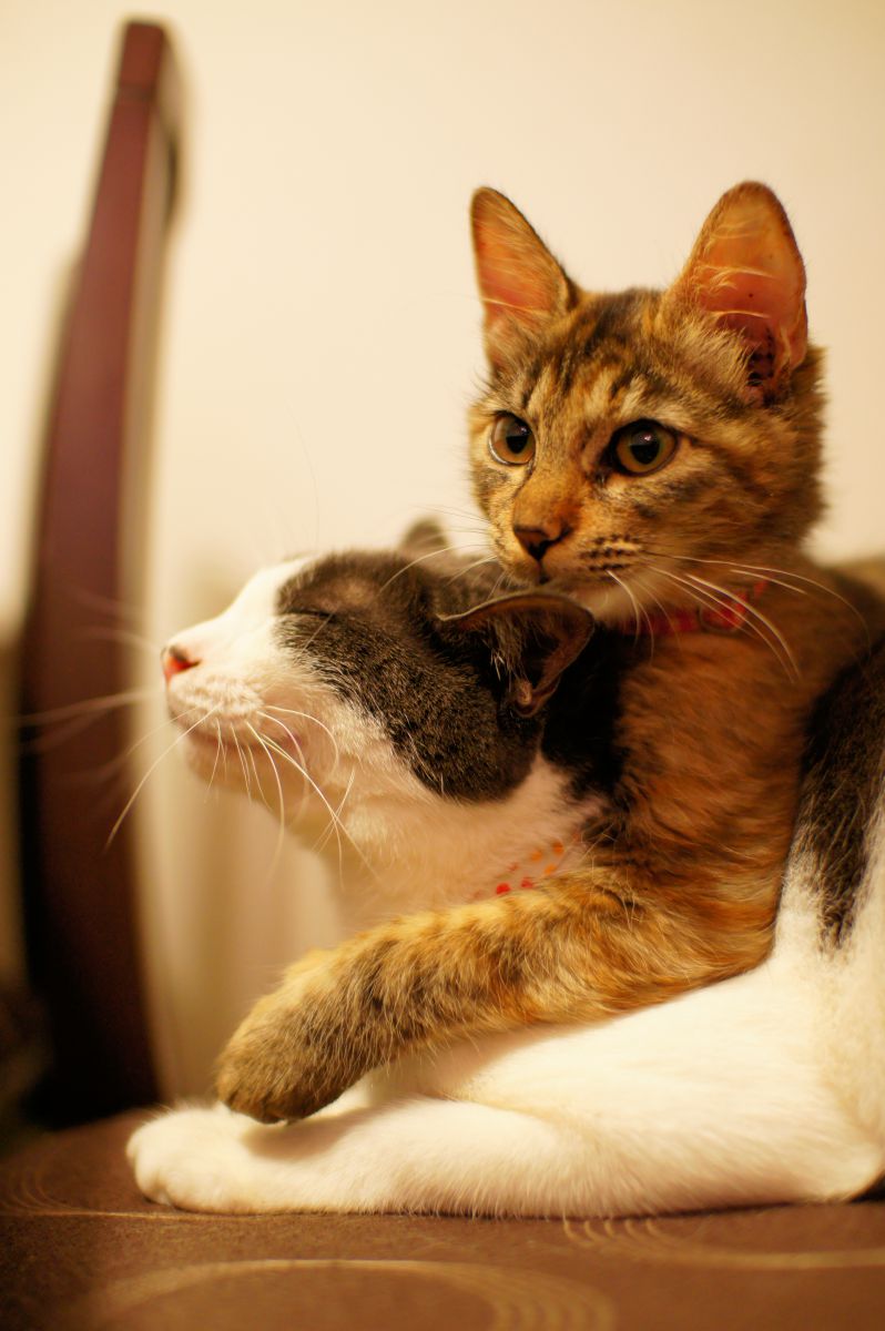 乗る猫 乗られる猫 動物 猫 Ganref