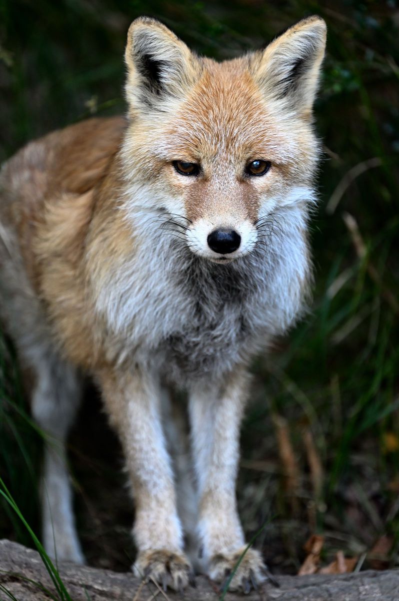 【どんキツネ】 Amazon.co.jp: 日清 マルちゃん どん兵衛 赤いきつね 緑のたぬき