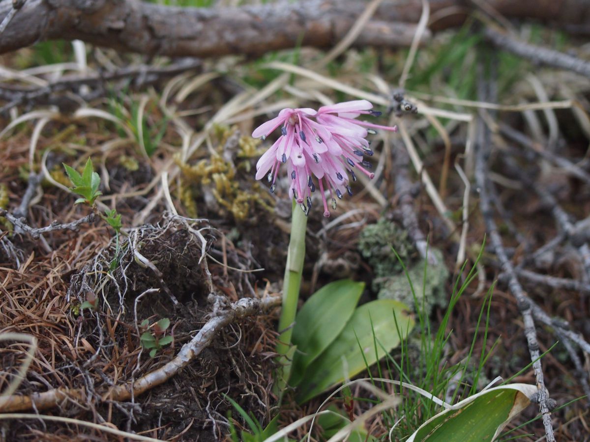 ショウジョウバカマ 八ヶ岳東麓 植物 花 花びら Ganref
