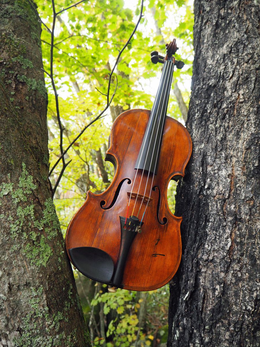 古いヴィオラとイタヤカエデ １ 物 雑貨 楽器 Ganref