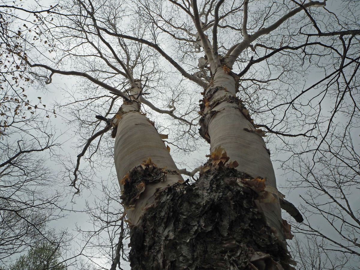 ダケカンバの巨木 植物 樹木 Ganref ダケカンバの巨木 植物 樹木 Ganref