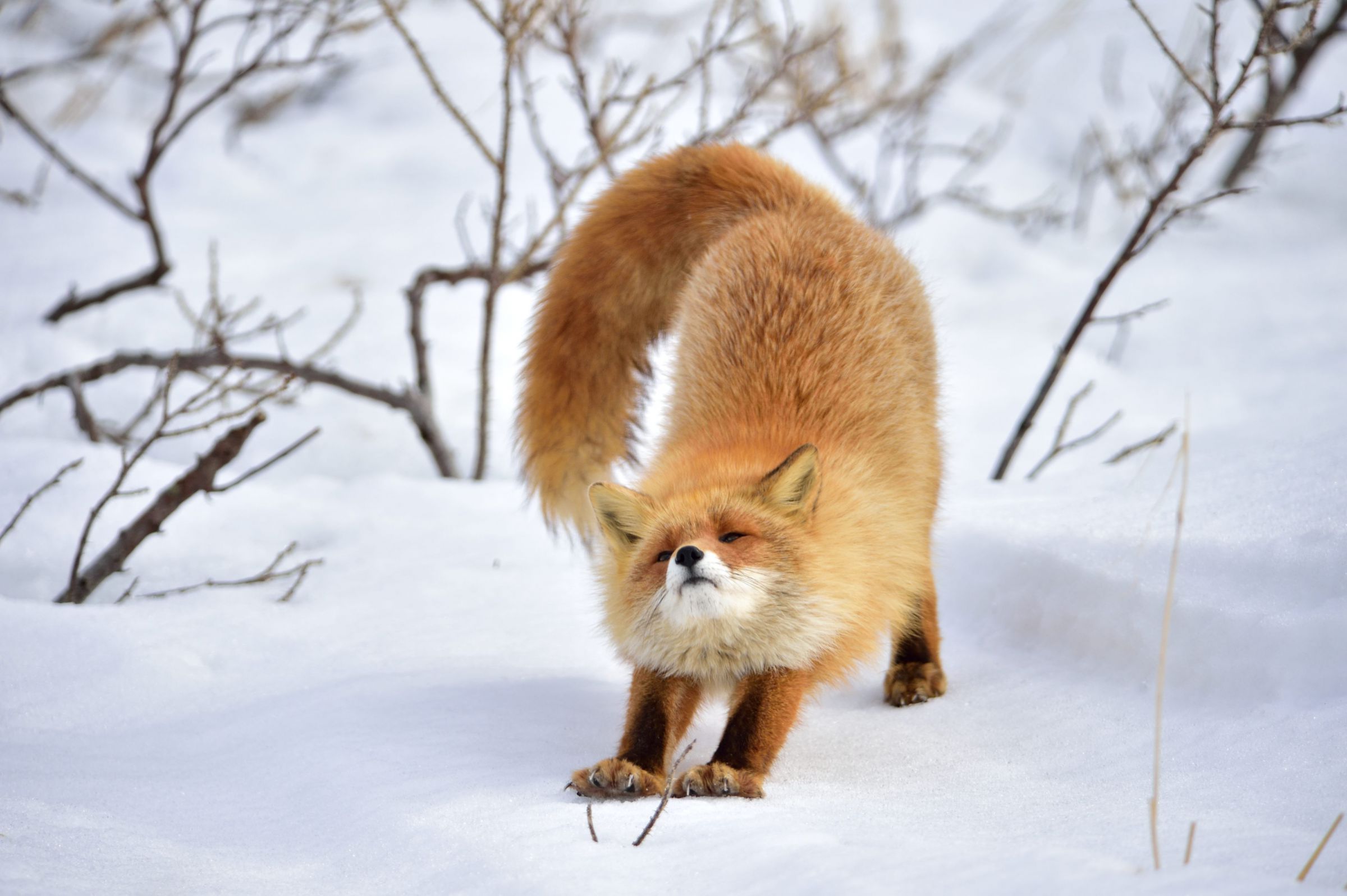 たまには背伸びを、、、、 | GANREF