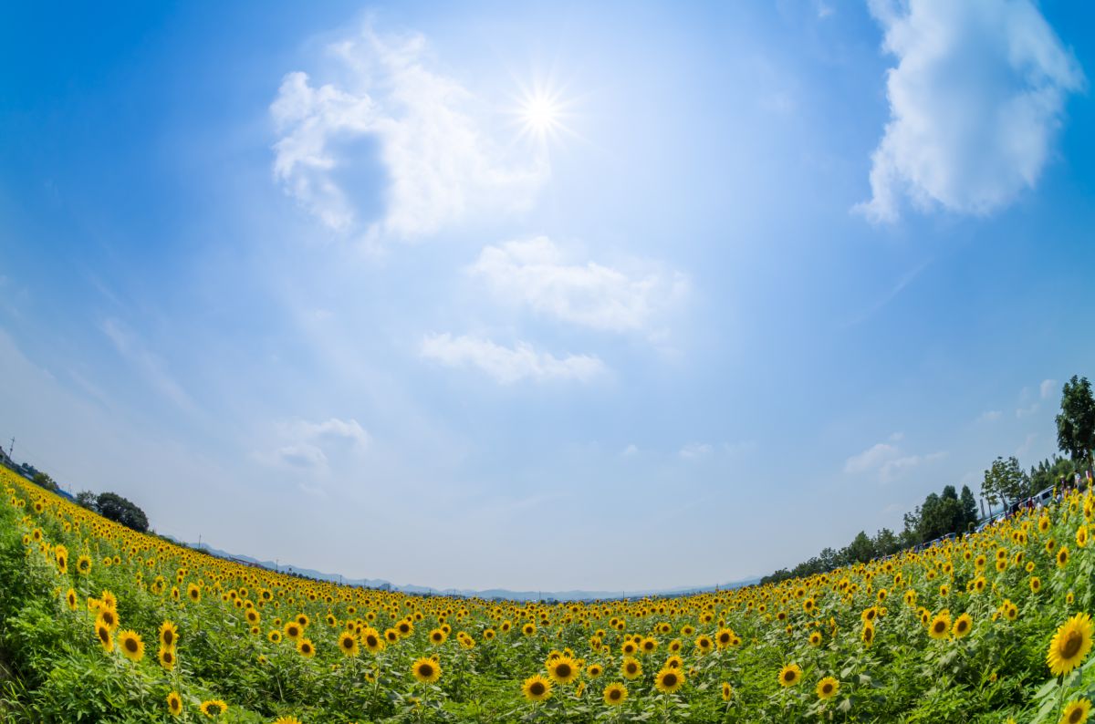 夏空とひまわり畑 自然 風景 空 雲 Ganref