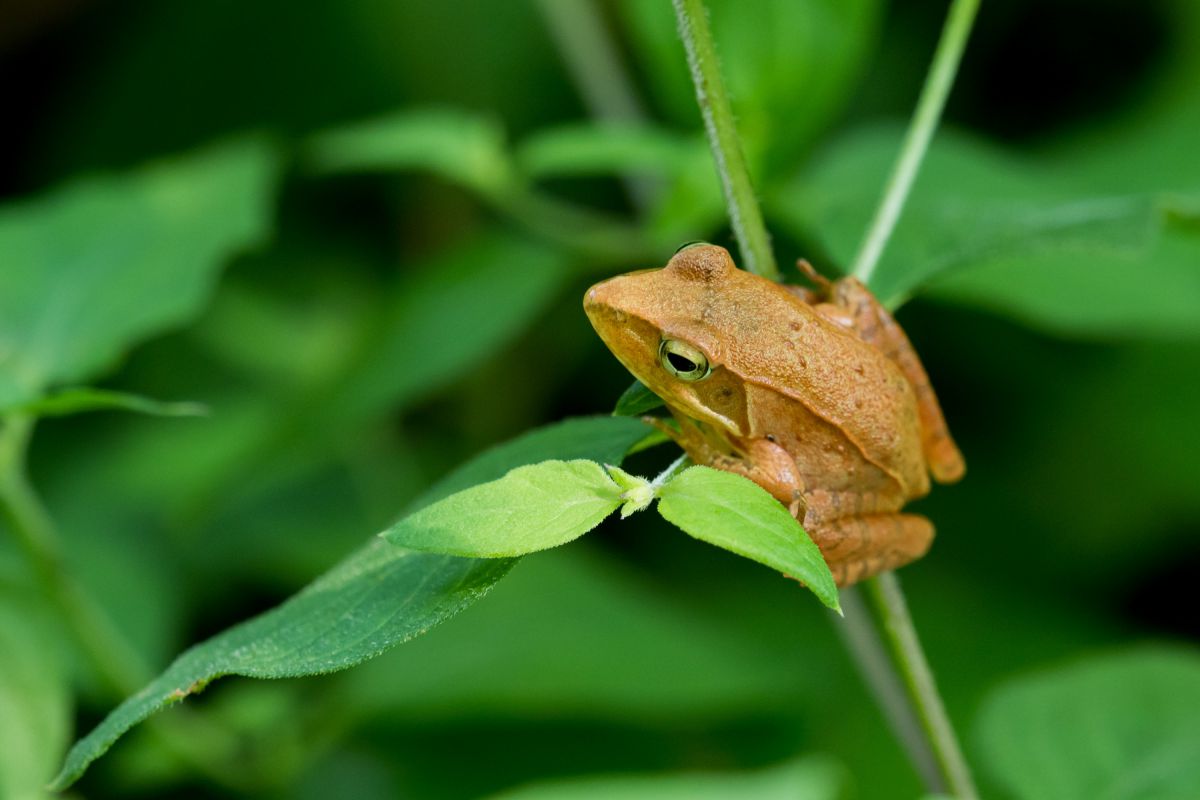 ニホンアカガエル 動物 爬虫類 両生類 Ganref