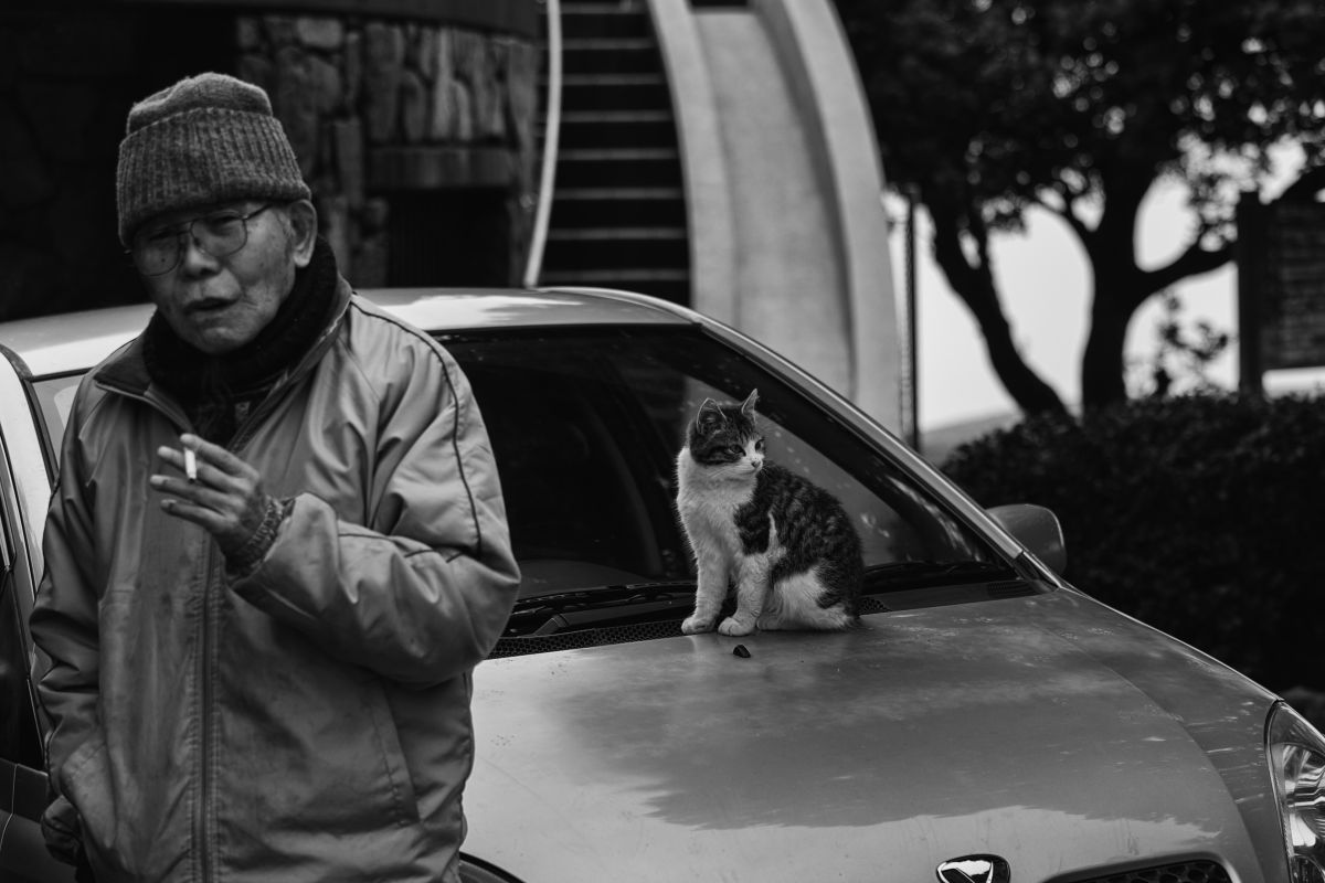 意味なんてどうでもいい 動物 猫 Ganref