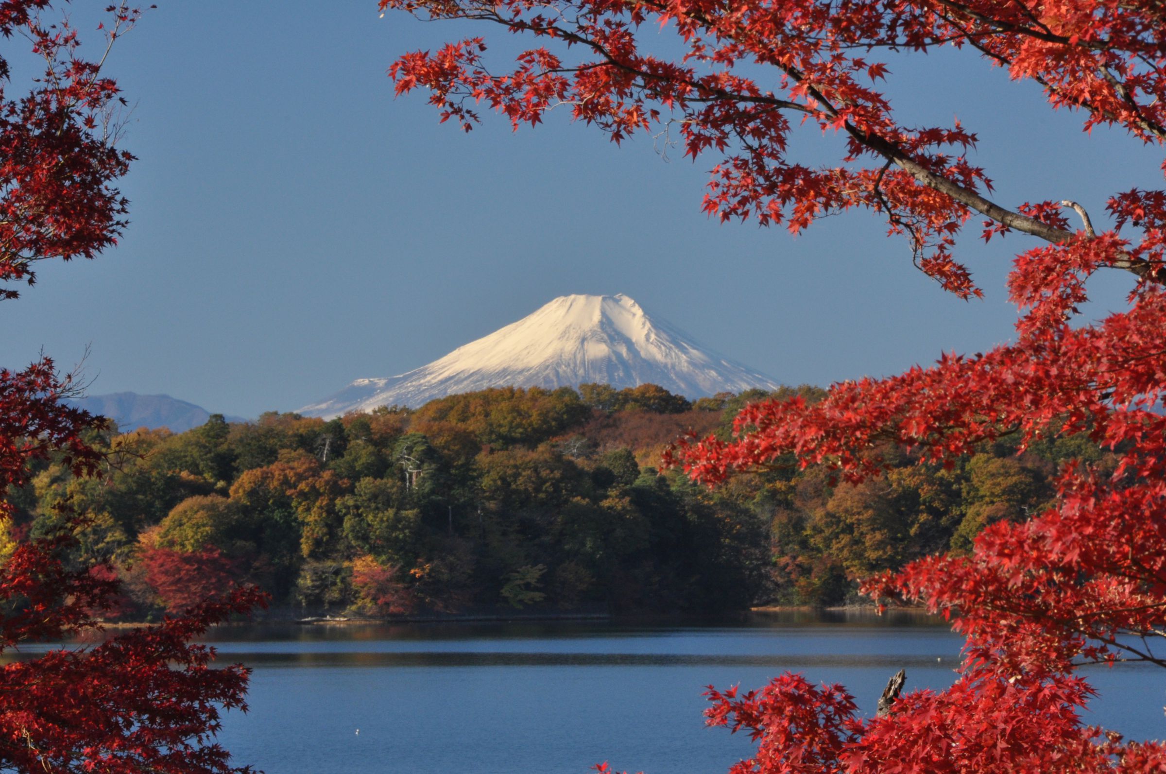 紅葉ページ 多摩湖紅葉'13 | GANREF