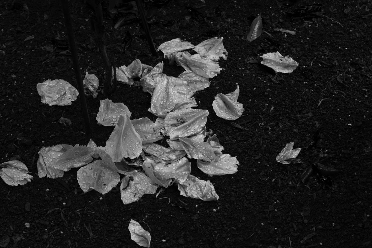 美しく散る 植物 花 花びら Ganref