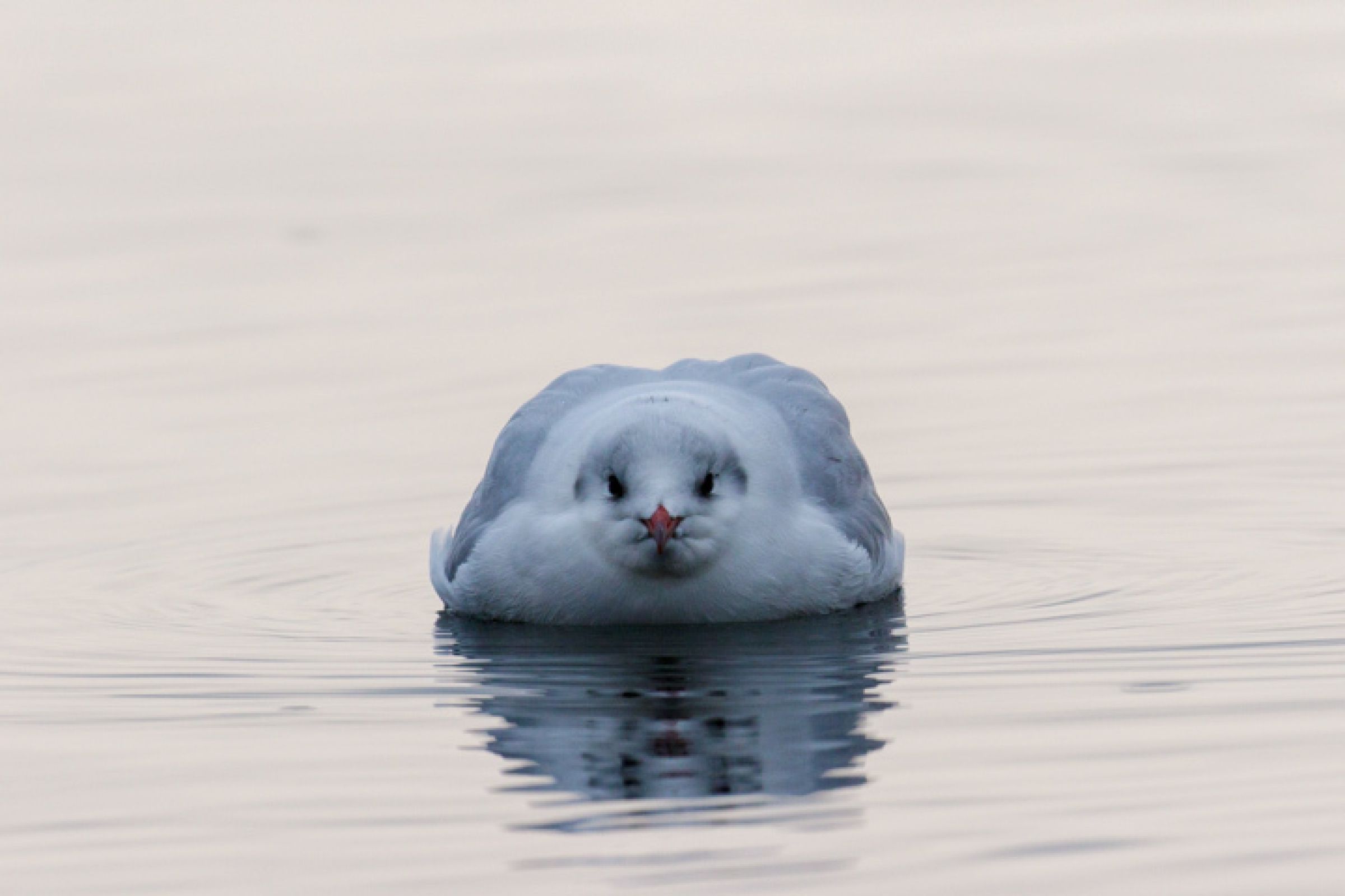 未知の生物 | GANREF