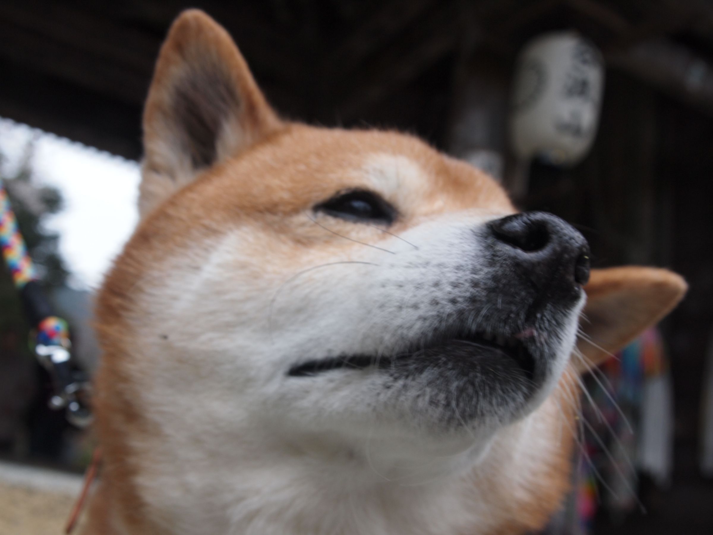 ワンコの写真 下からわんこ | GANREF