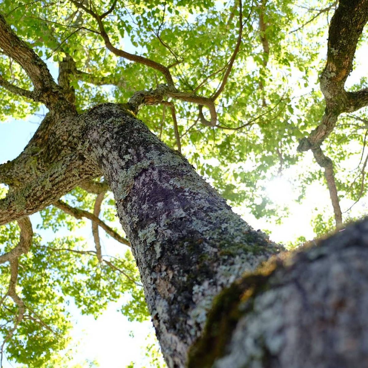 樹木の音 植物 樹木 Ganref