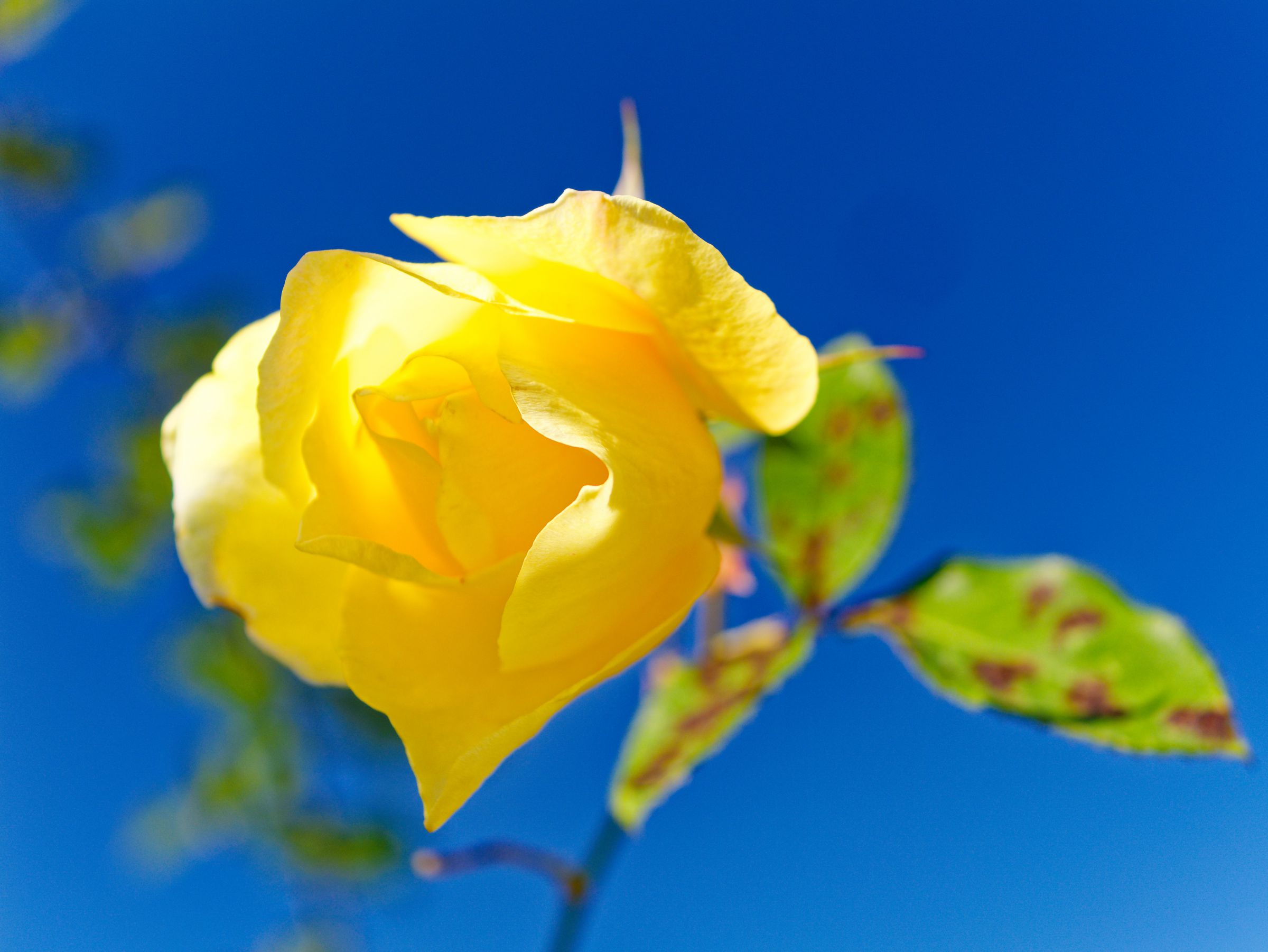 黄色い薔薇 ドゥフトゴールド – Duftgold | 姫野ばら園八ヶ岳農場