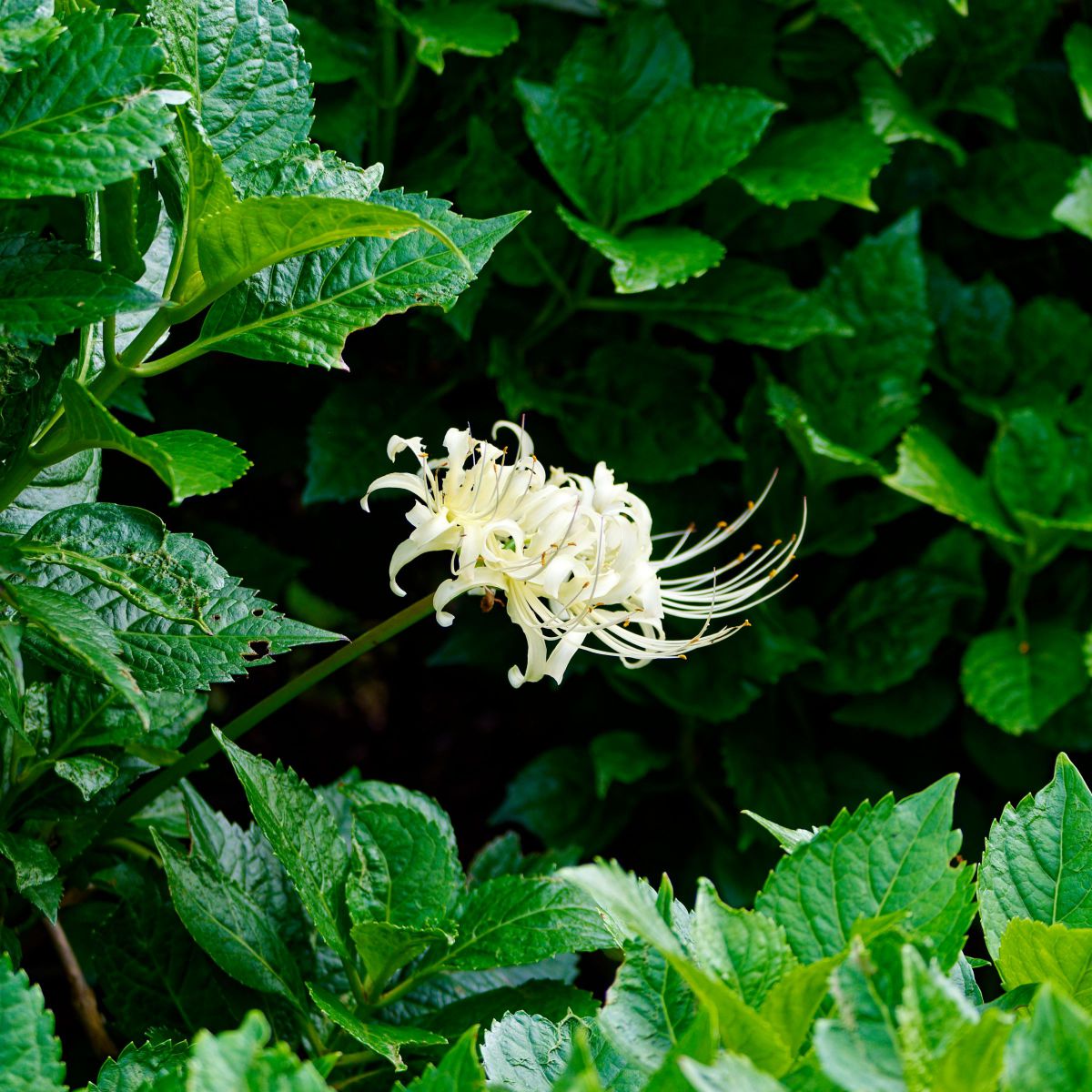 オンリーワン GANREF