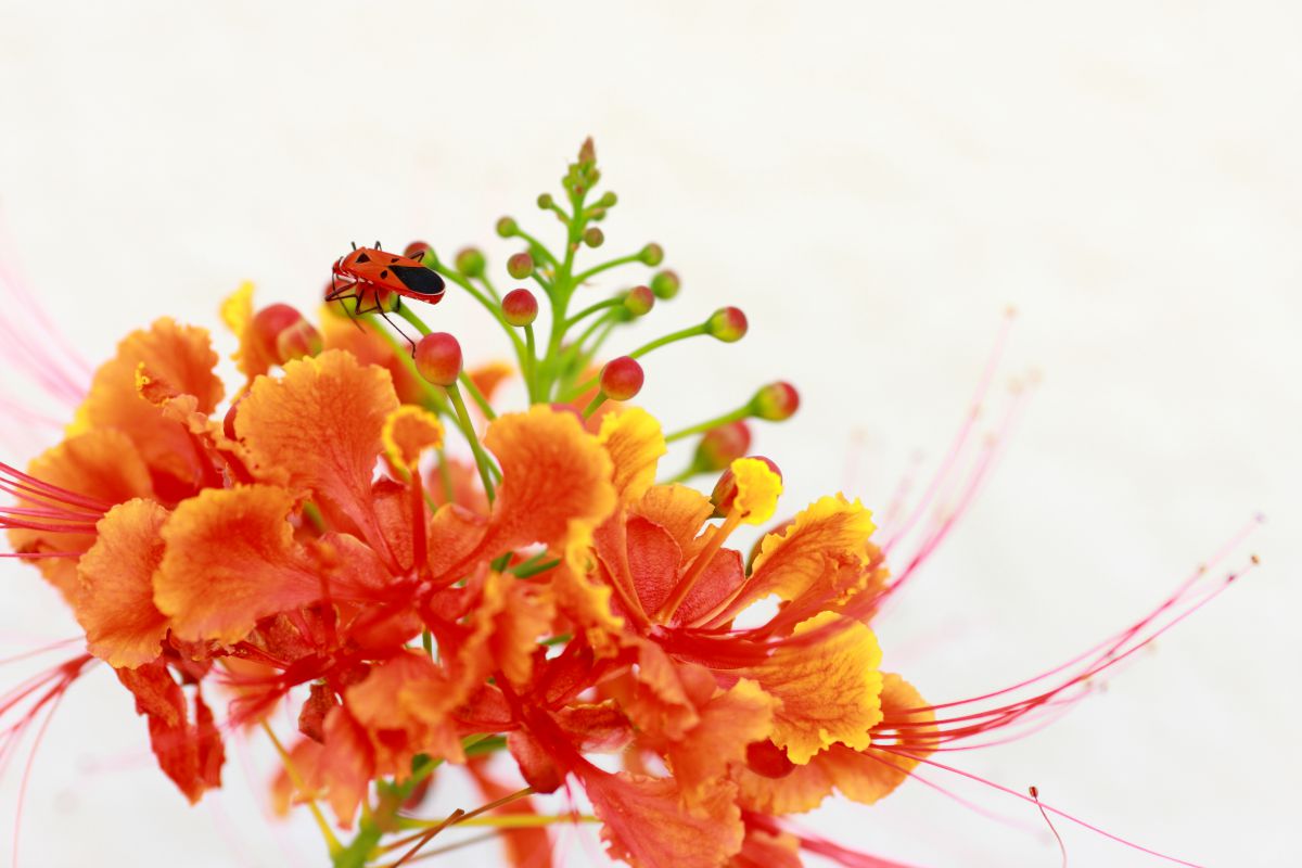 トロピカル 植物 花 花びら Ganref
