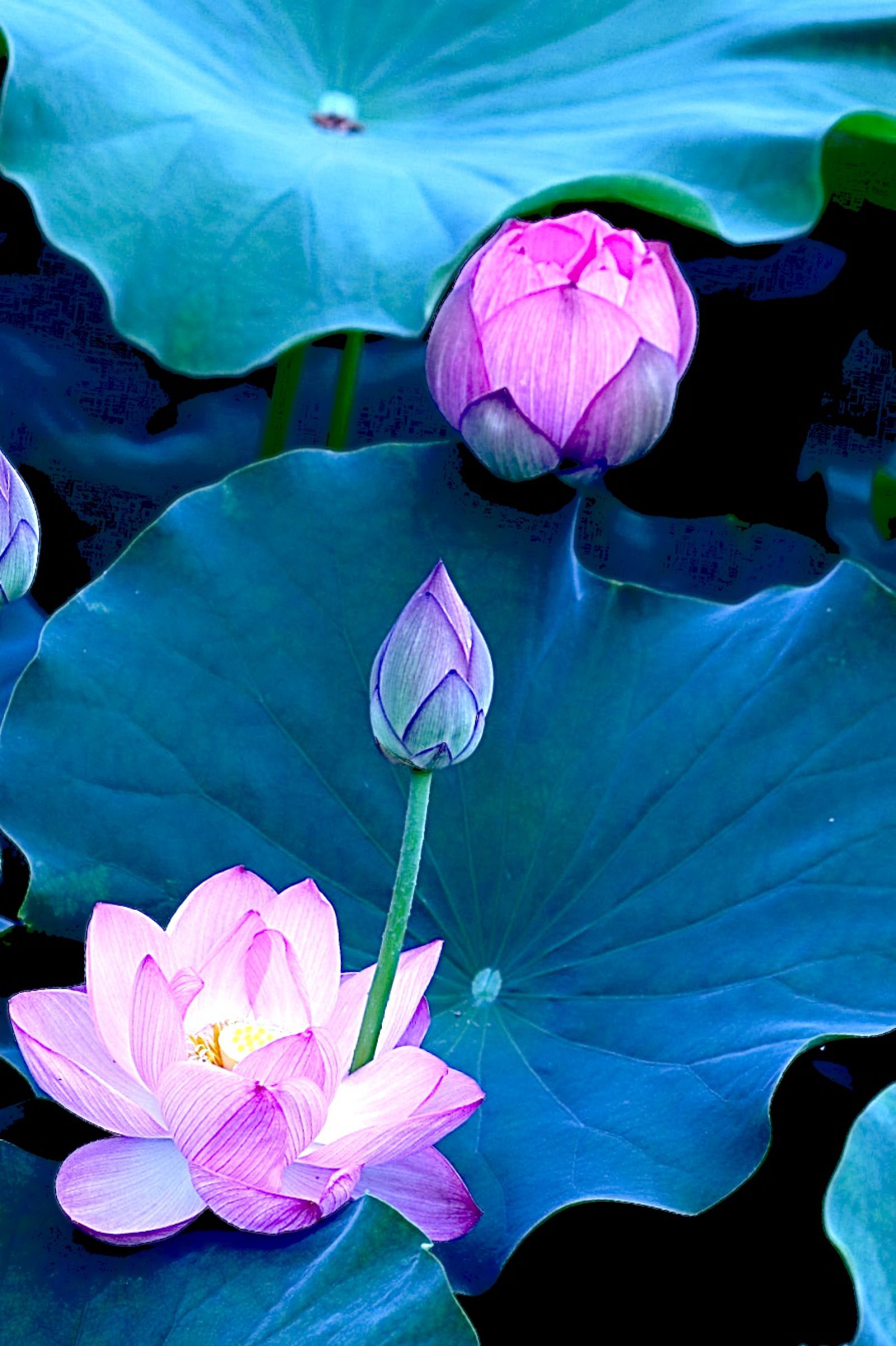 ヒンメリ フラーレン＋3D生命の樹 踏切アニメ】複雑な電車 5 Train Climbing Pynamid 2025