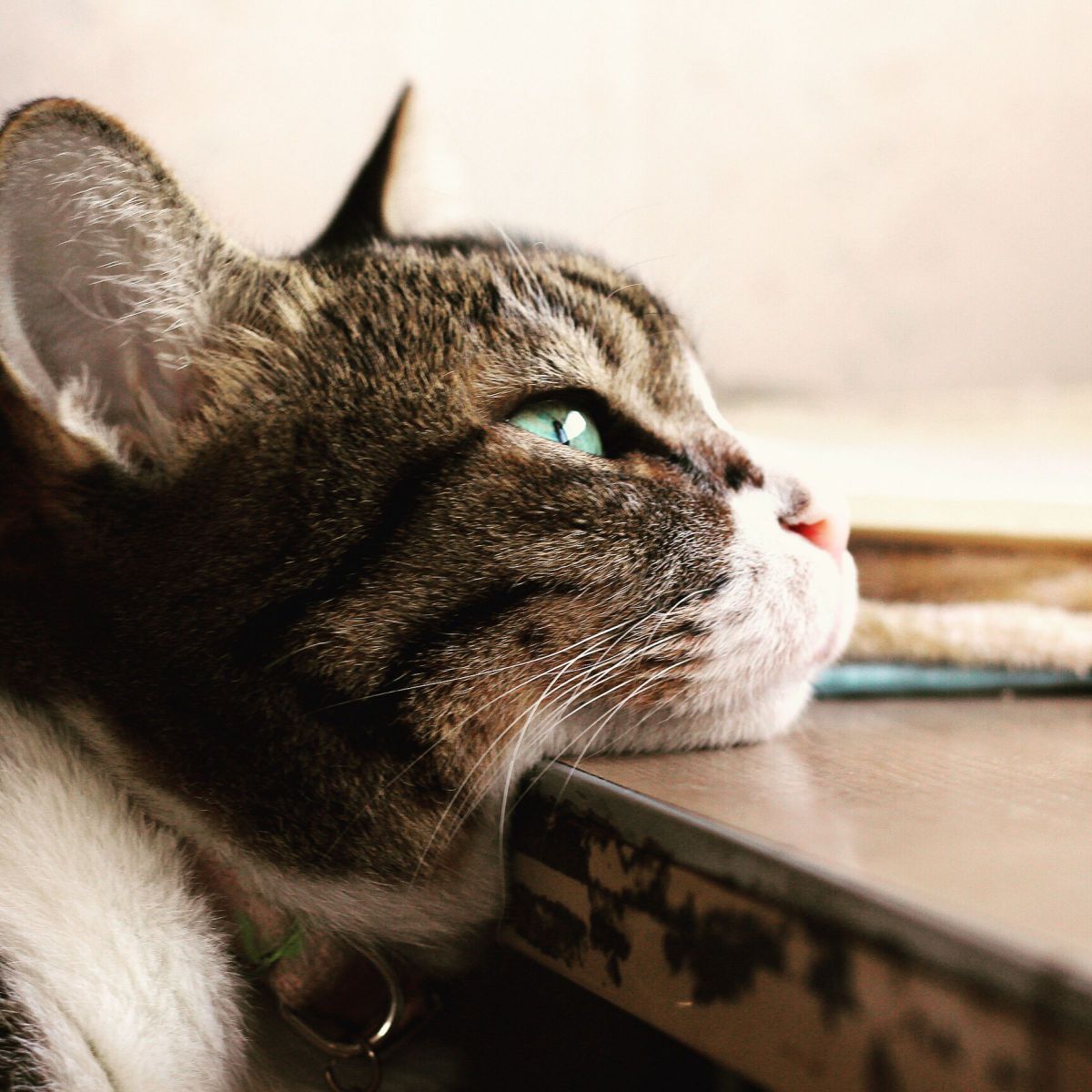 和む猫 動物 小動物 Ganref