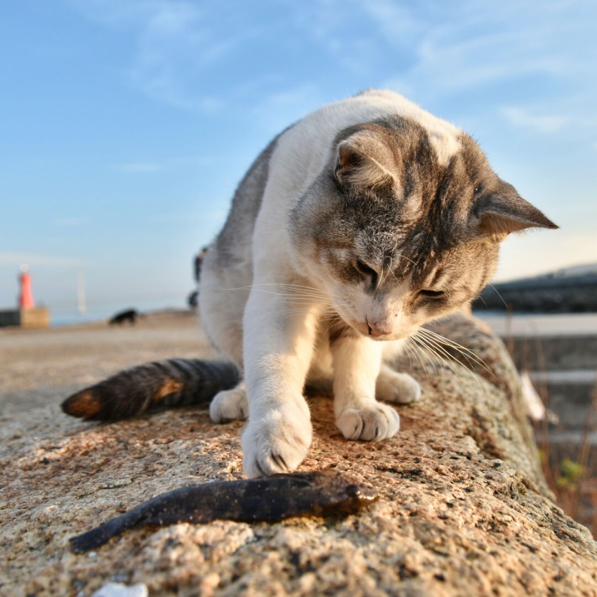 住所は 海 な自由猫 動物 猫 Ganref