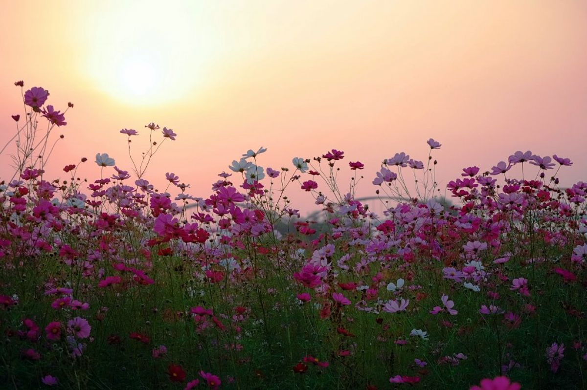油絵　夕日の中の秋桜 油絵 絵画 夜桜ボックス 絵画 HR 通販 13345361｜Creema(クリーマ)