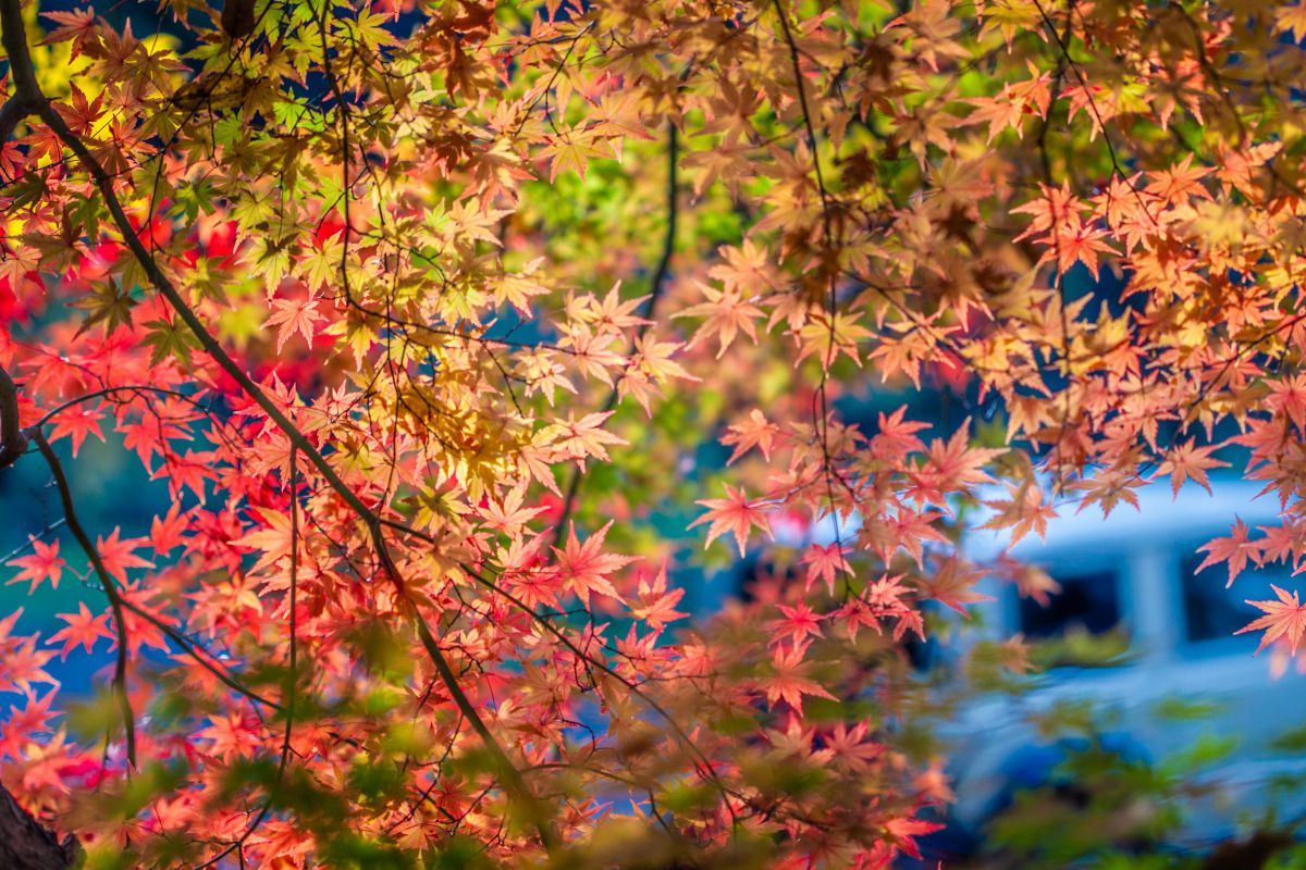 EOS Kiss X4で撮影された写真 | 写真検索 | GANREF