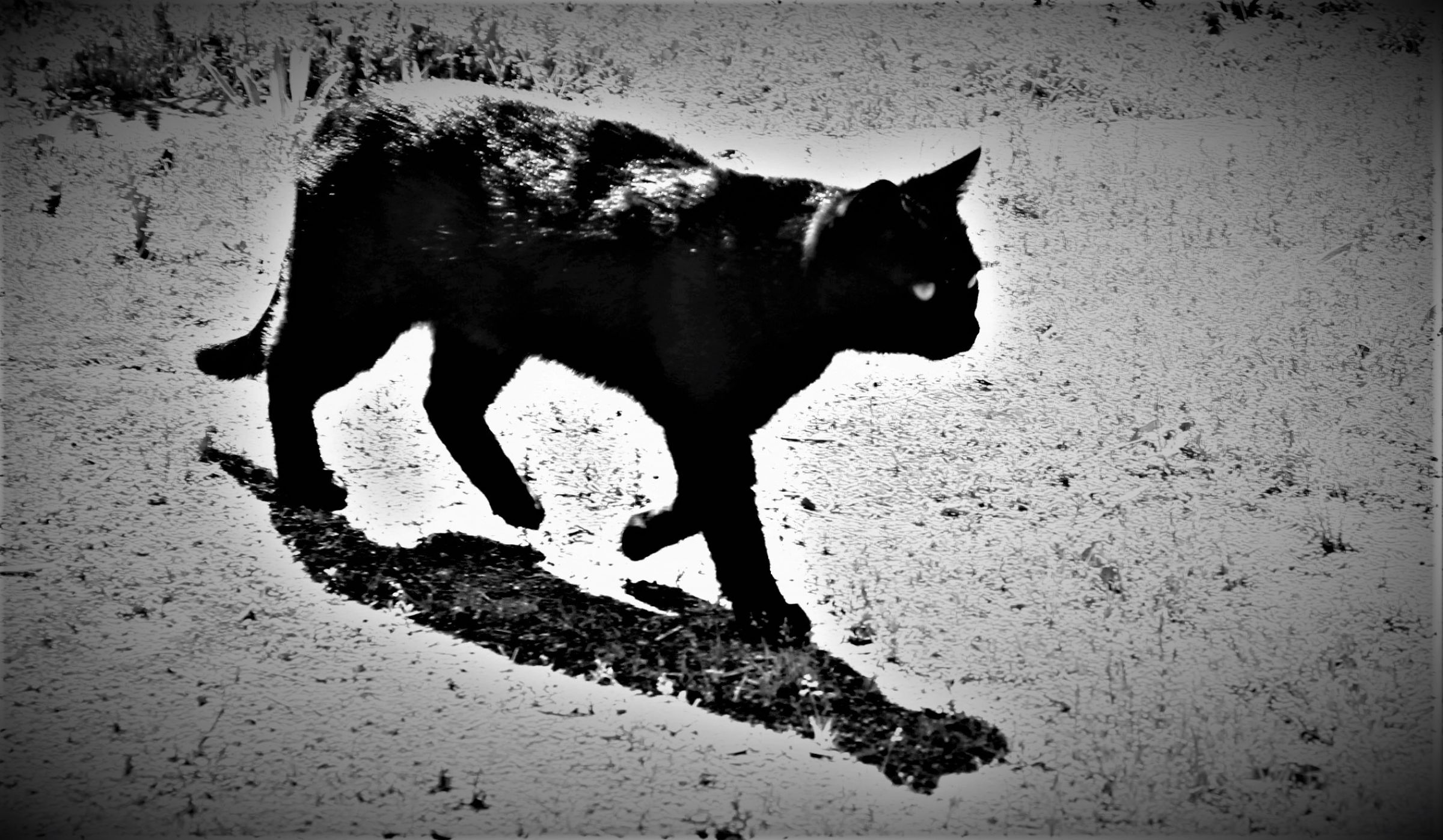 森山大道　A3ポスター 黒猫 森山大道 A3ポスター 黒猫 poster_fukei02.jpg?v=1630918109