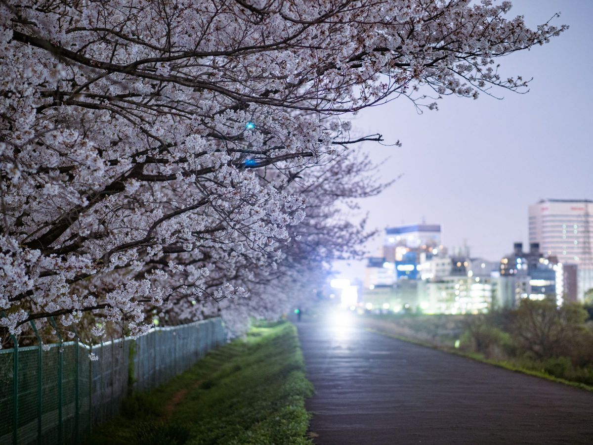桜色の補遺 植物 桜 Ganref