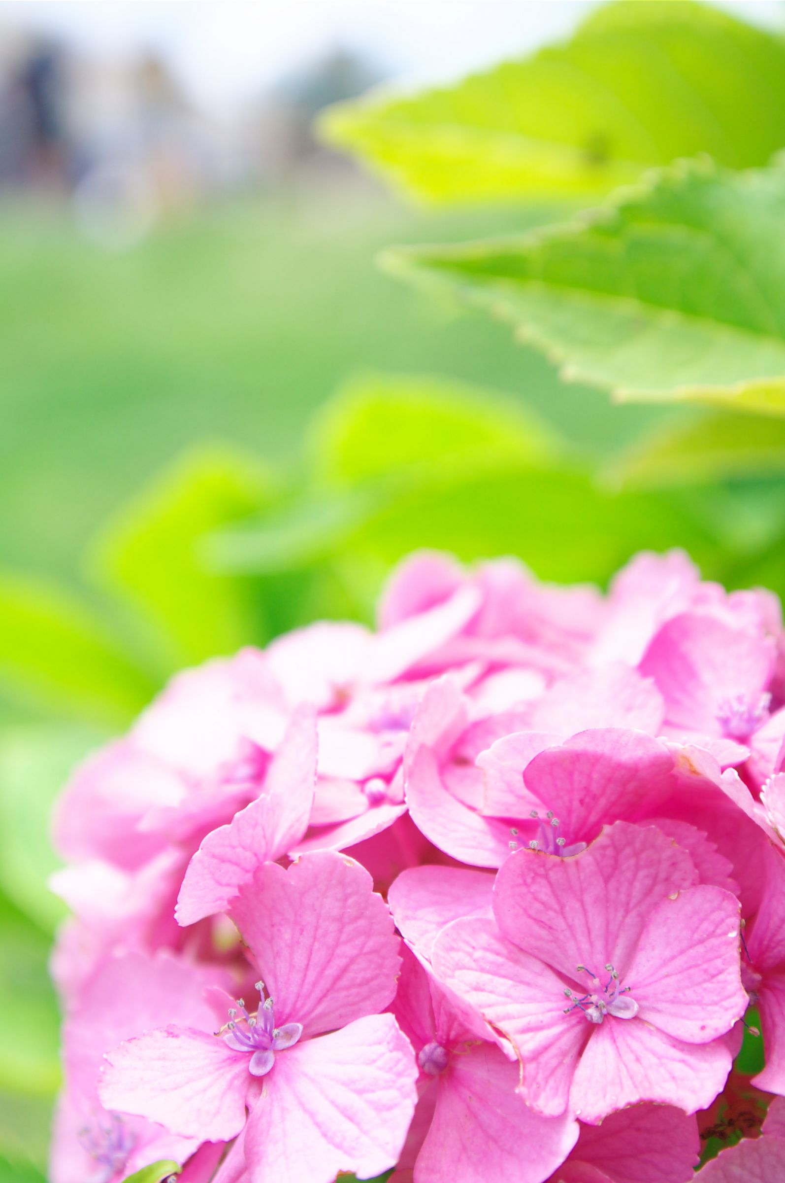 桃陽花 | GANREF