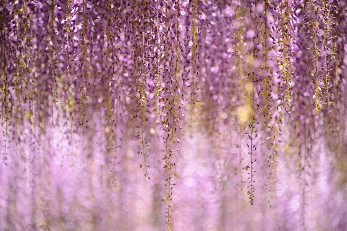 風になびく藤 植物 花 花びら Ganref