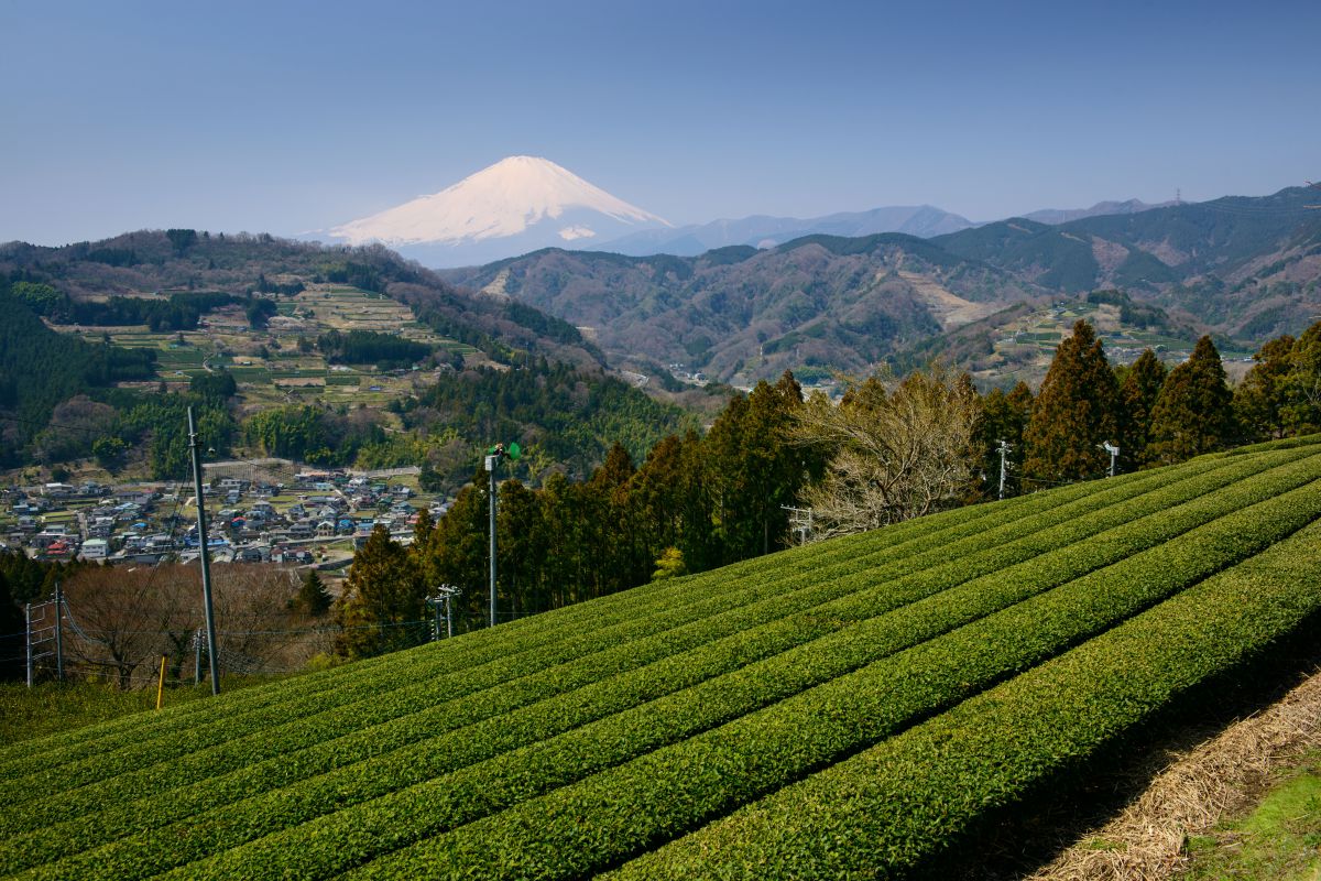 足柄茶 茶畑のむこうに 自然 風景 山 Ganref