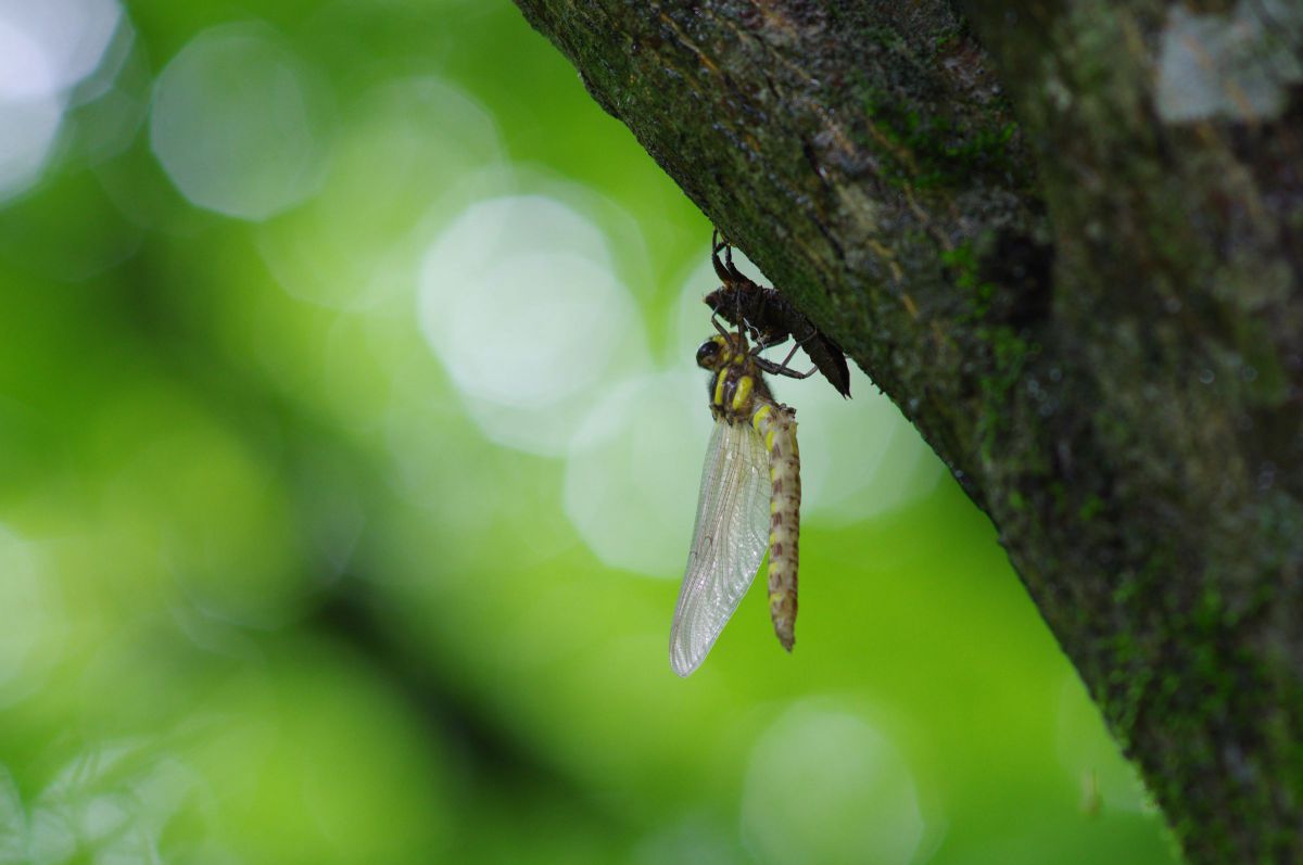 オニヤンマ 羽化 動物 虫 昆虫 Ganref