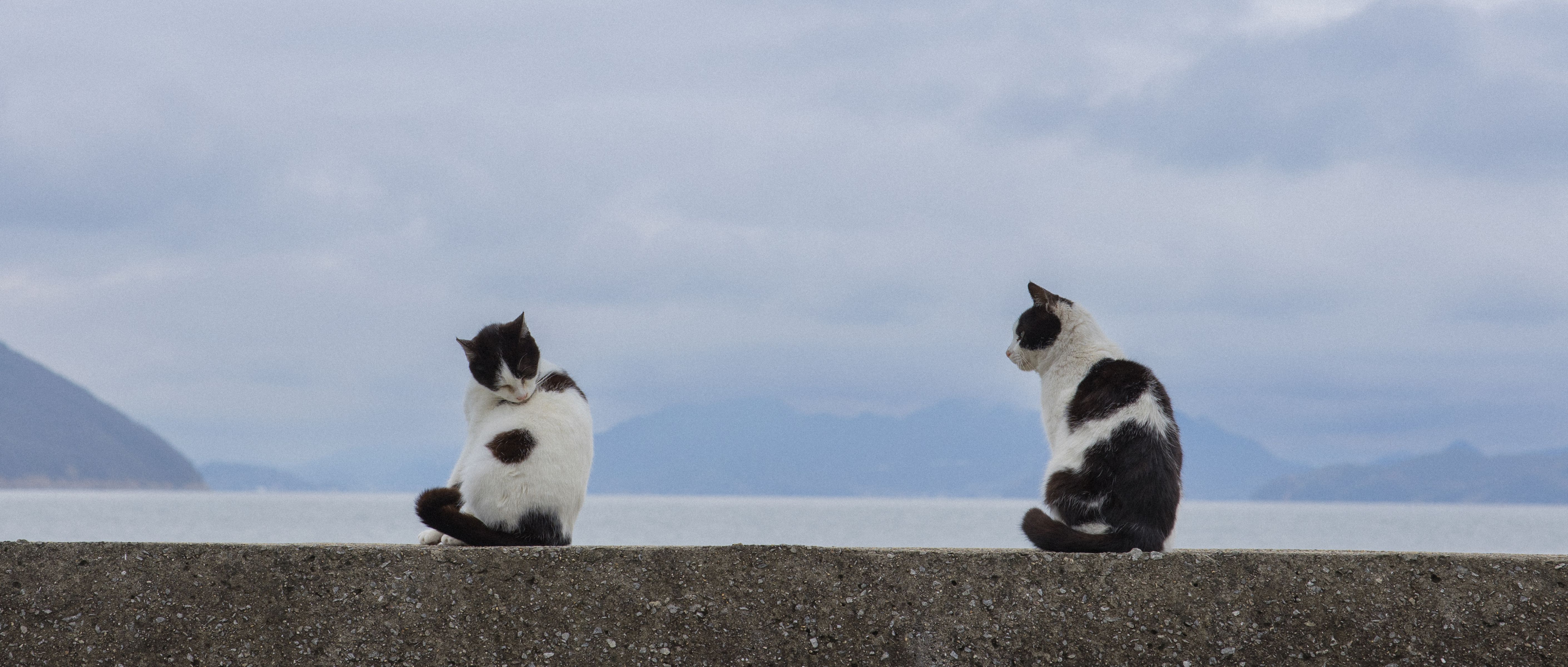 恋猫 恋猫物語 | GANREF