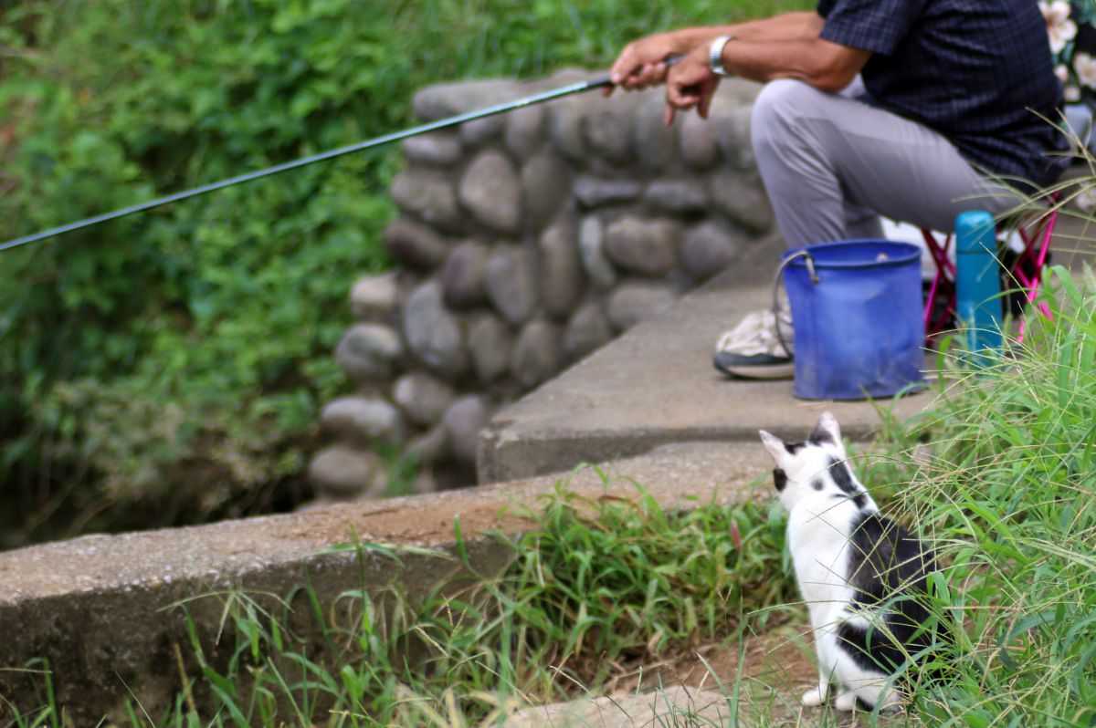 私 待つわ いつまでも 動物 猫 Ganref